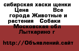 сибирская хаски щенки › Цена ­ 10 000 - Все города Животные и растения » Собаки   . Московская обл.,Лыткарино г.
